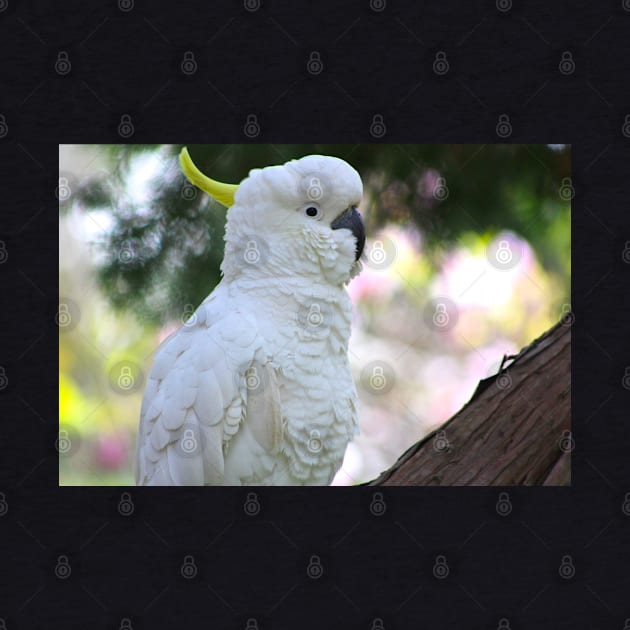 The Sulphur Crested Cockatoo by Mickangelhere1